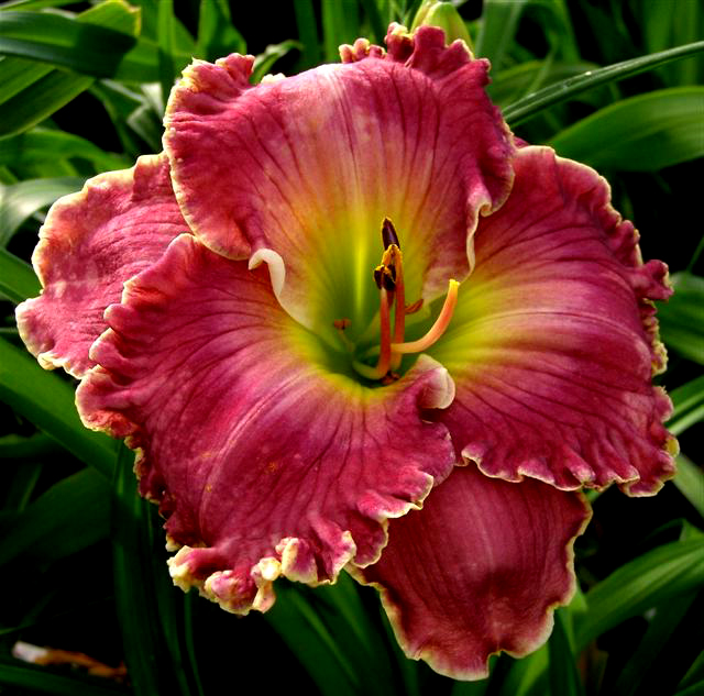 Sierra Maiden, Daylily
