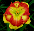 Sir Francis Drake, Daylily