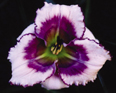 Smokey Eyes, Daylily