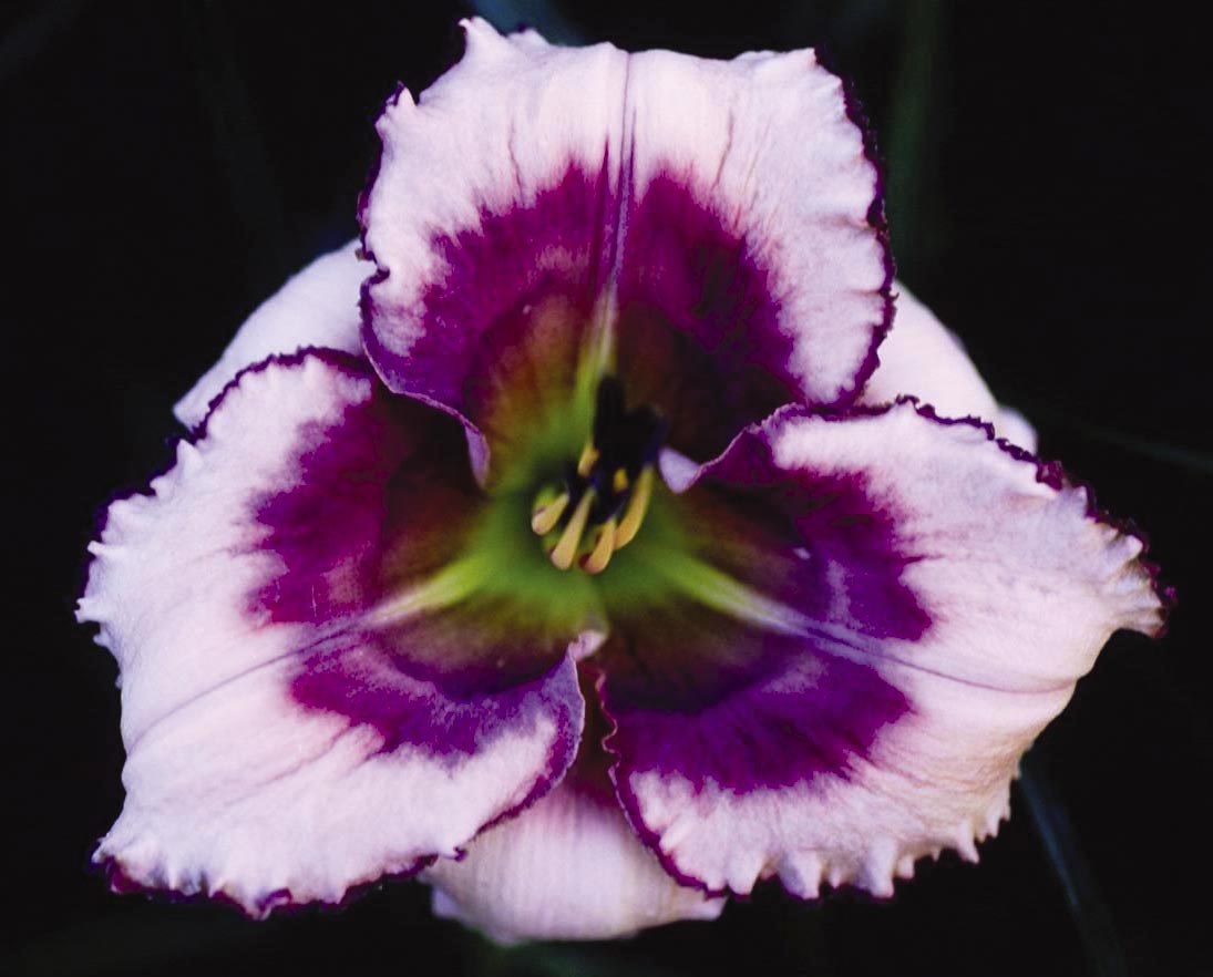 Smoky Eyes, Daylily
