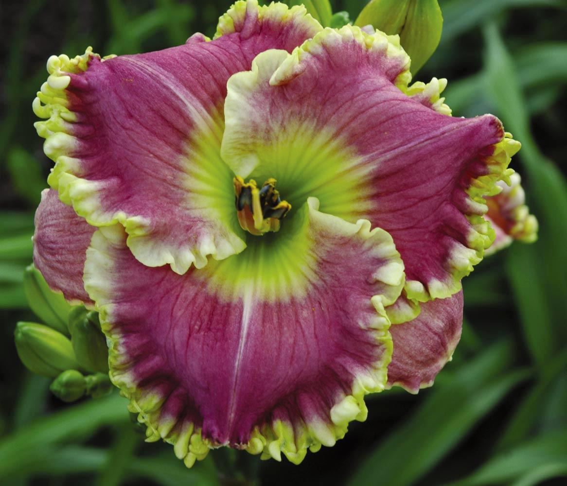 Some Sweet Day, Daylily
