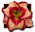 Sophia Armenis, Daylily