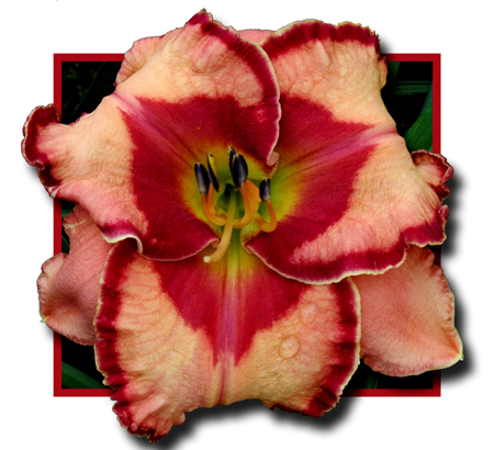 Sophia Armenis, Daylily