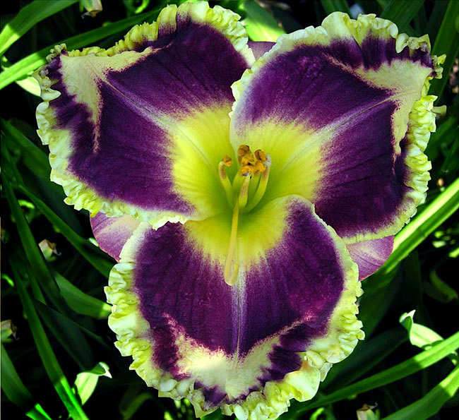 Southern Dazzle, Daylily