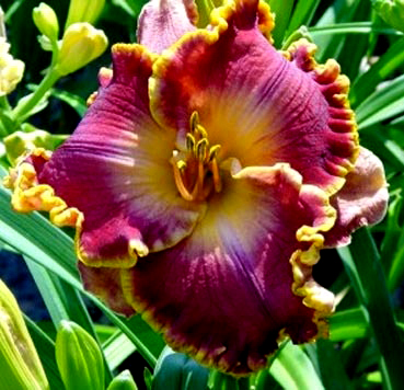 Spacecoast Cranberry Kid, Daylily