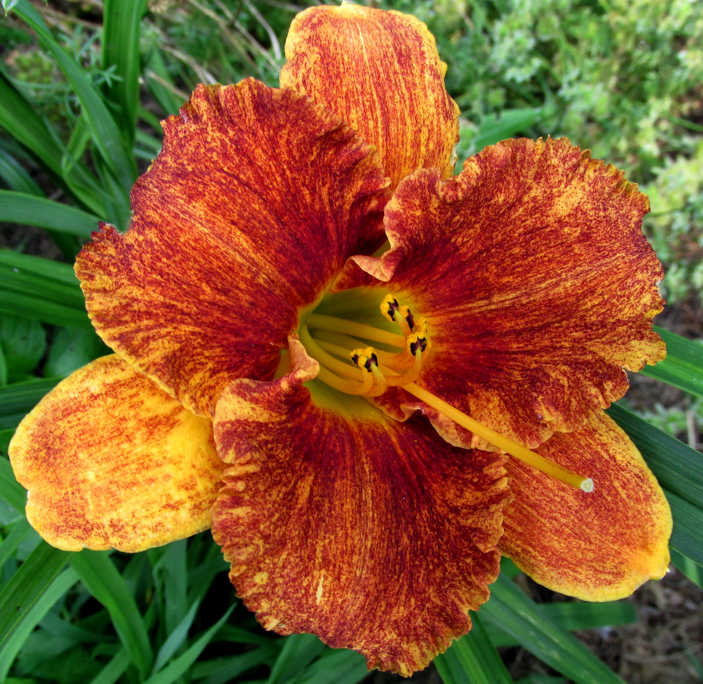 Spacecoast Freaky Tiki, Daylily