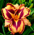 Spacecoast Gone Bull Doggin', Daylily