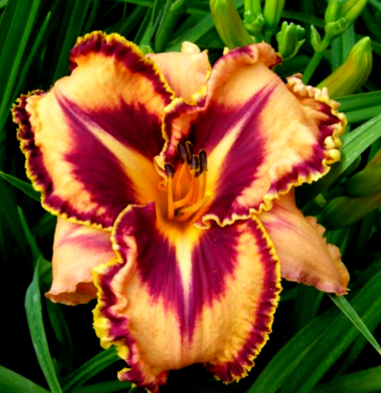 Spacecoast Gone Bulldoggin', Daylily