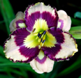 Spacecoast Sea Shells, Daylily