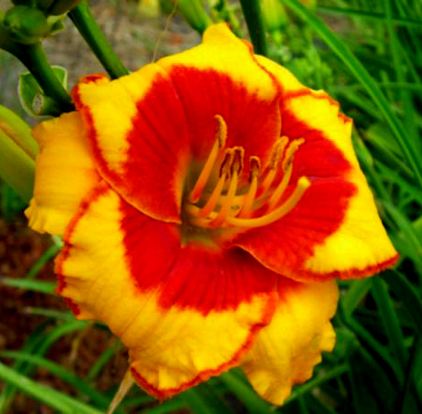 Spacecoast Shellcracker, Daylily