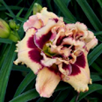 Spacecoast Two Eyed Jack, Daylily