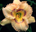 Spatial Anomalies, Daylily