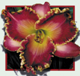 St. Lucia, Daylily