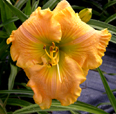 Substance Galore, Daylily