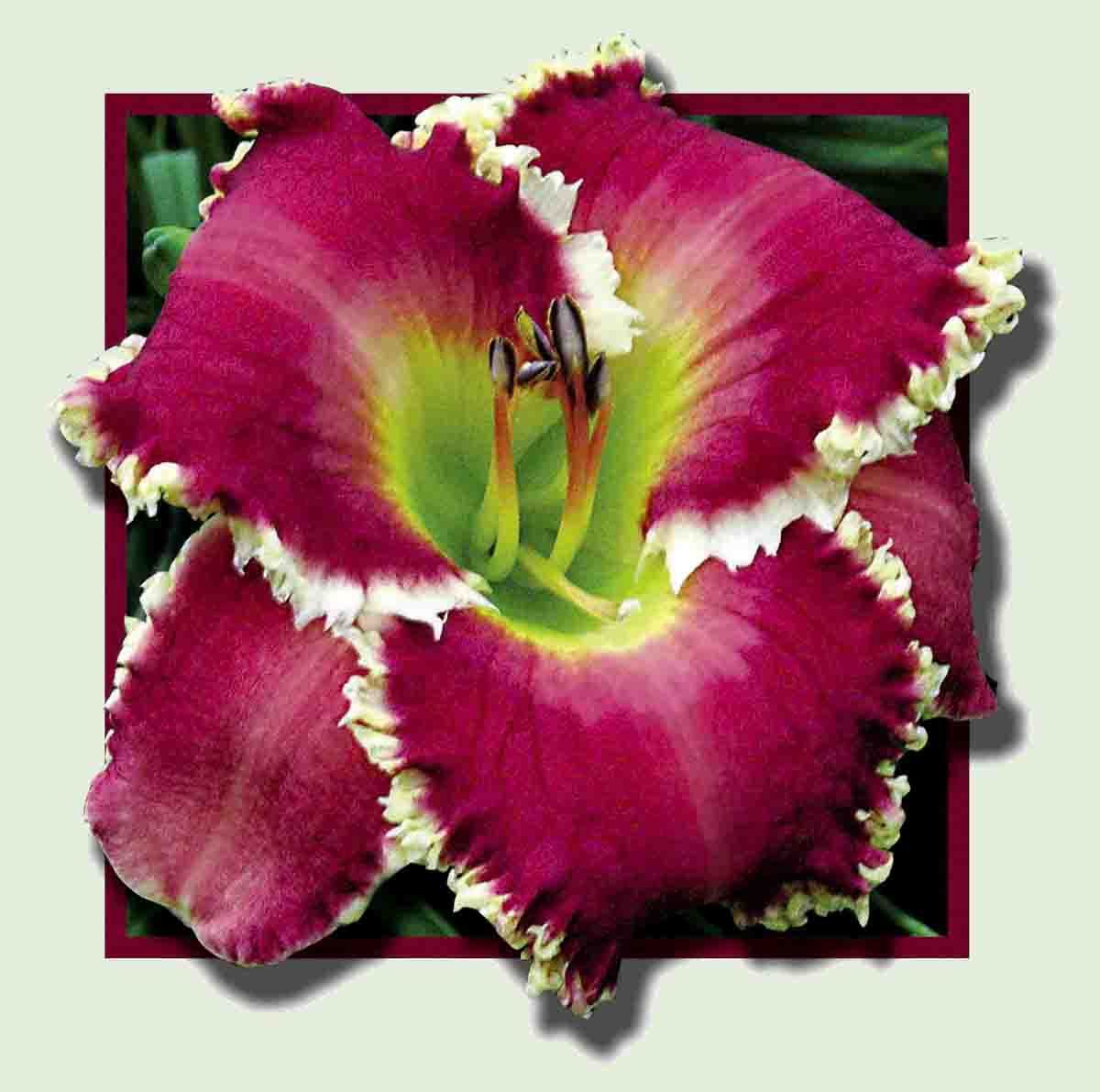 Substance of Fire, Daylily