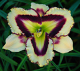 Sulphurite Prism, Daylily