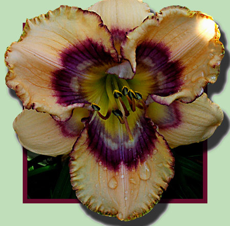 Sunset Moth, Daylily