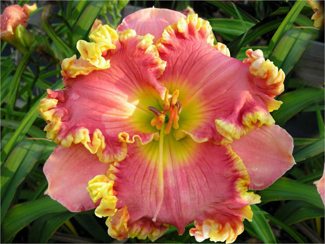 Susan Elinor, Daylily