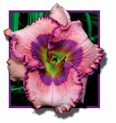 Susie Tee, Daylily