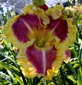 Sweet Cotton Candy, Daylily