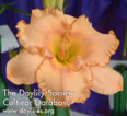 Sweet Love of Heaven, Daylily