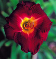 Symphony of Fire, Daylily