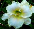 Tacia Marie, Daylily