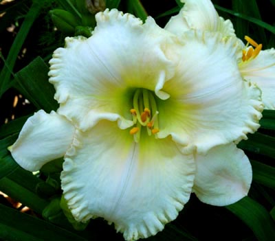 Tacia Marie, Daylily