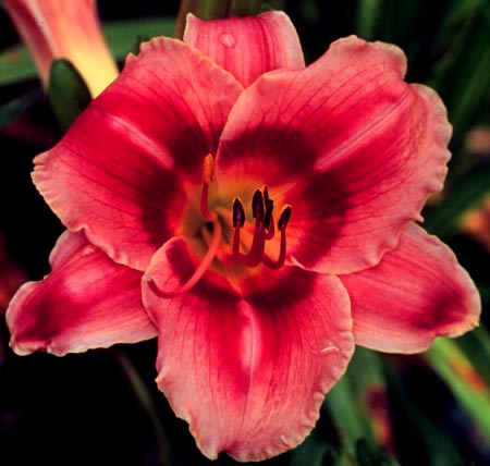 Teresa McGeachie, Daylily