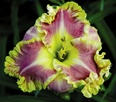 The Terminator, Daylily