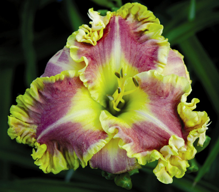 The Terminator, Daylily