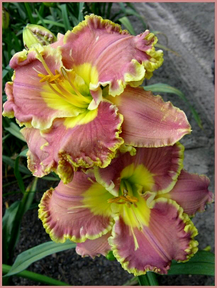 Timeless Majesty, Daylily