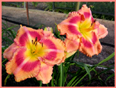 To God Be the Glory, Daylily