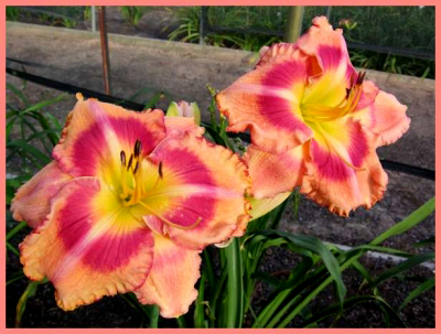 To God Be the Glory, Daylily