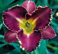 Todd Fox, Daylily