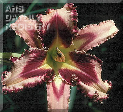 Tri-Colored Bite, Daylily