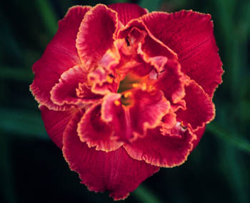 Upward Mobility, Daylily