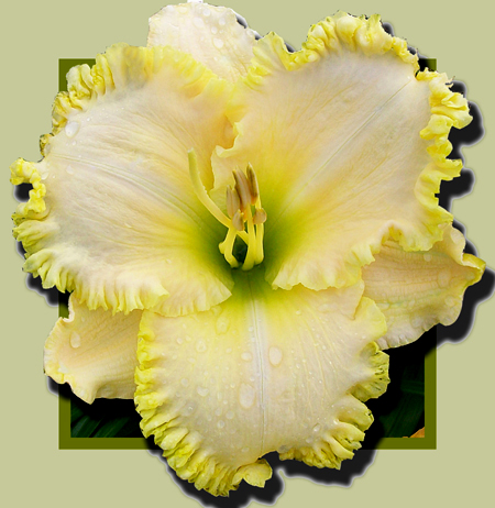 Vow of Silence, Daylily