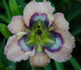 Water Drops, Daylily