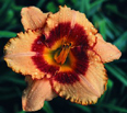 Without Warning, Daylily