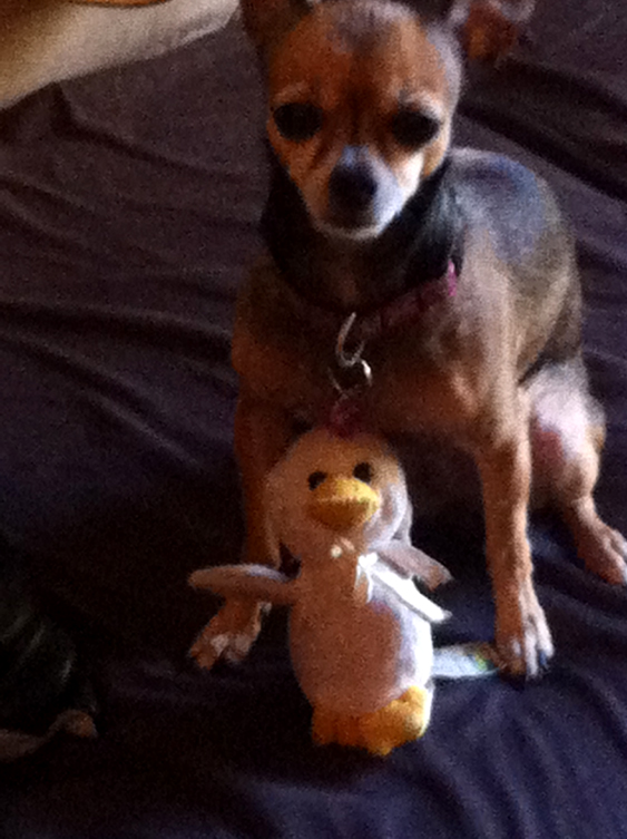 Peanut & Ducky