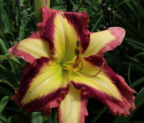 Applique Prism, Daylily
