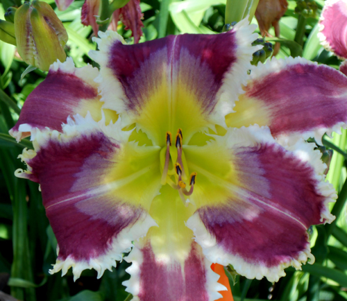 Barracuda Bite, Daylily