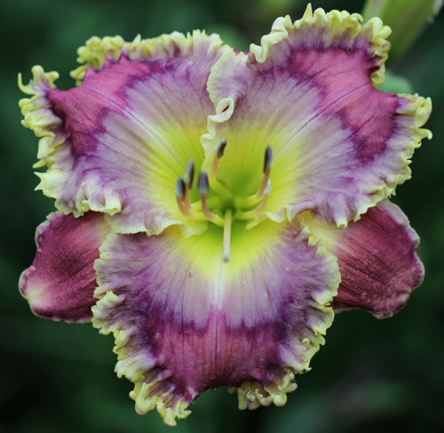 Beyond Pluto, Daylily
