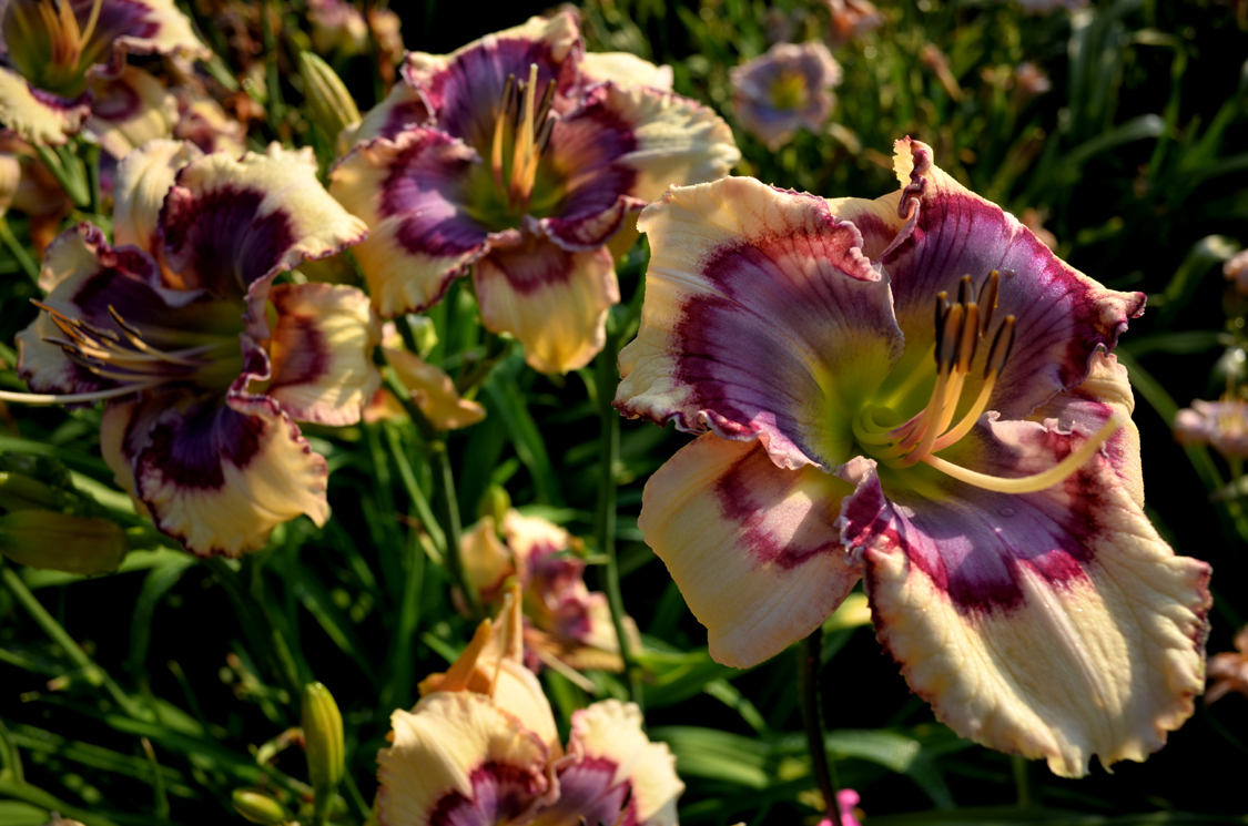 Blue Jay Holiday, Daylily
