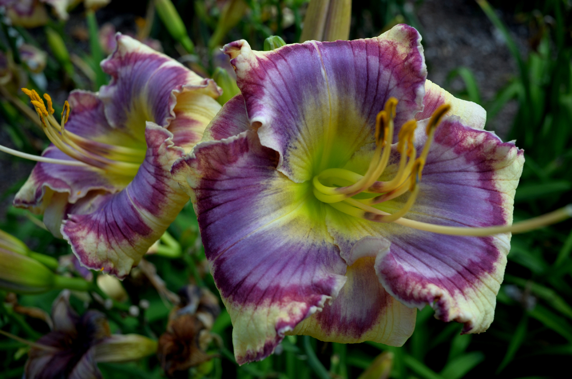 Blue Jay Holiday, Daylily