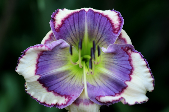 Blue Jay Tapestry, Daylily