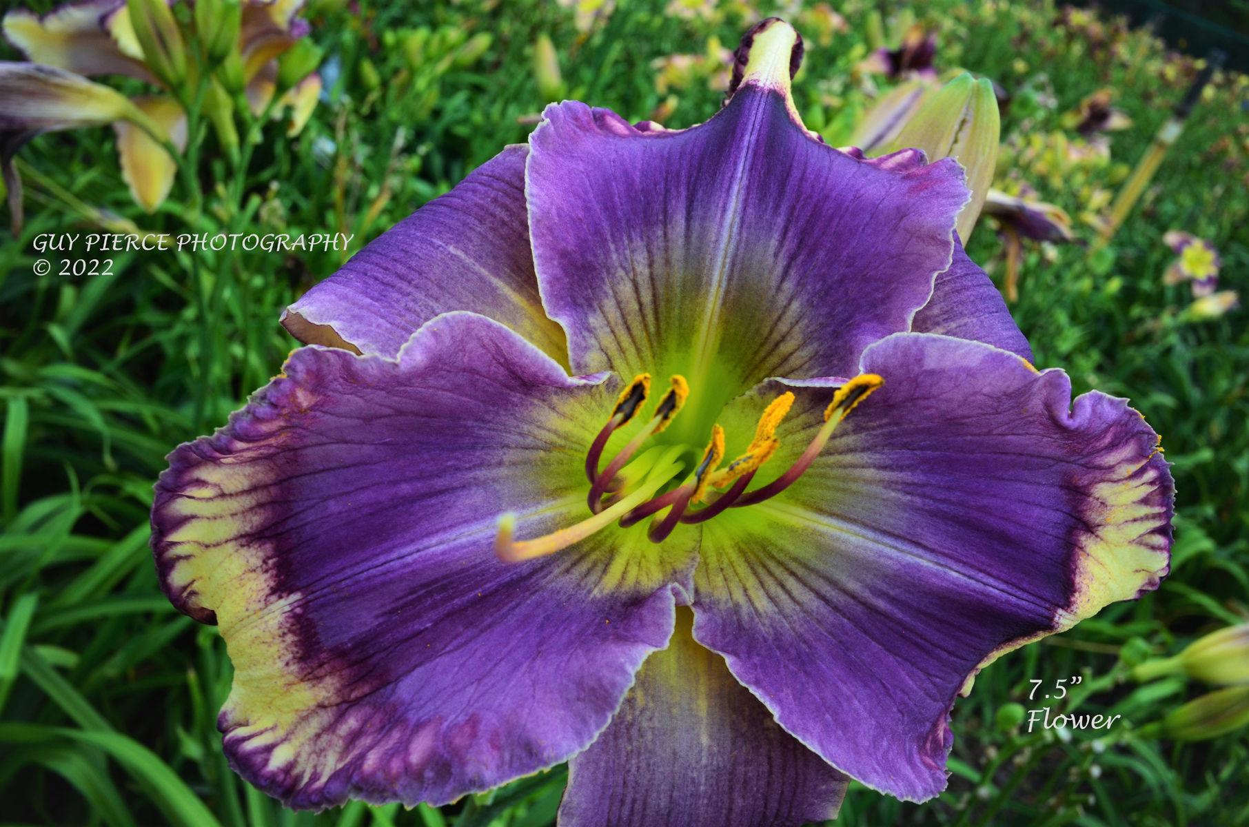 Blue Jeans Beauty, Daylily