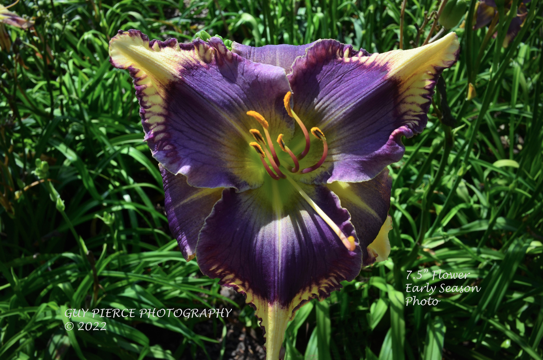 Blue Jeans Beauty, Daylily