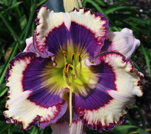 Blue Vibrations, Daylily
